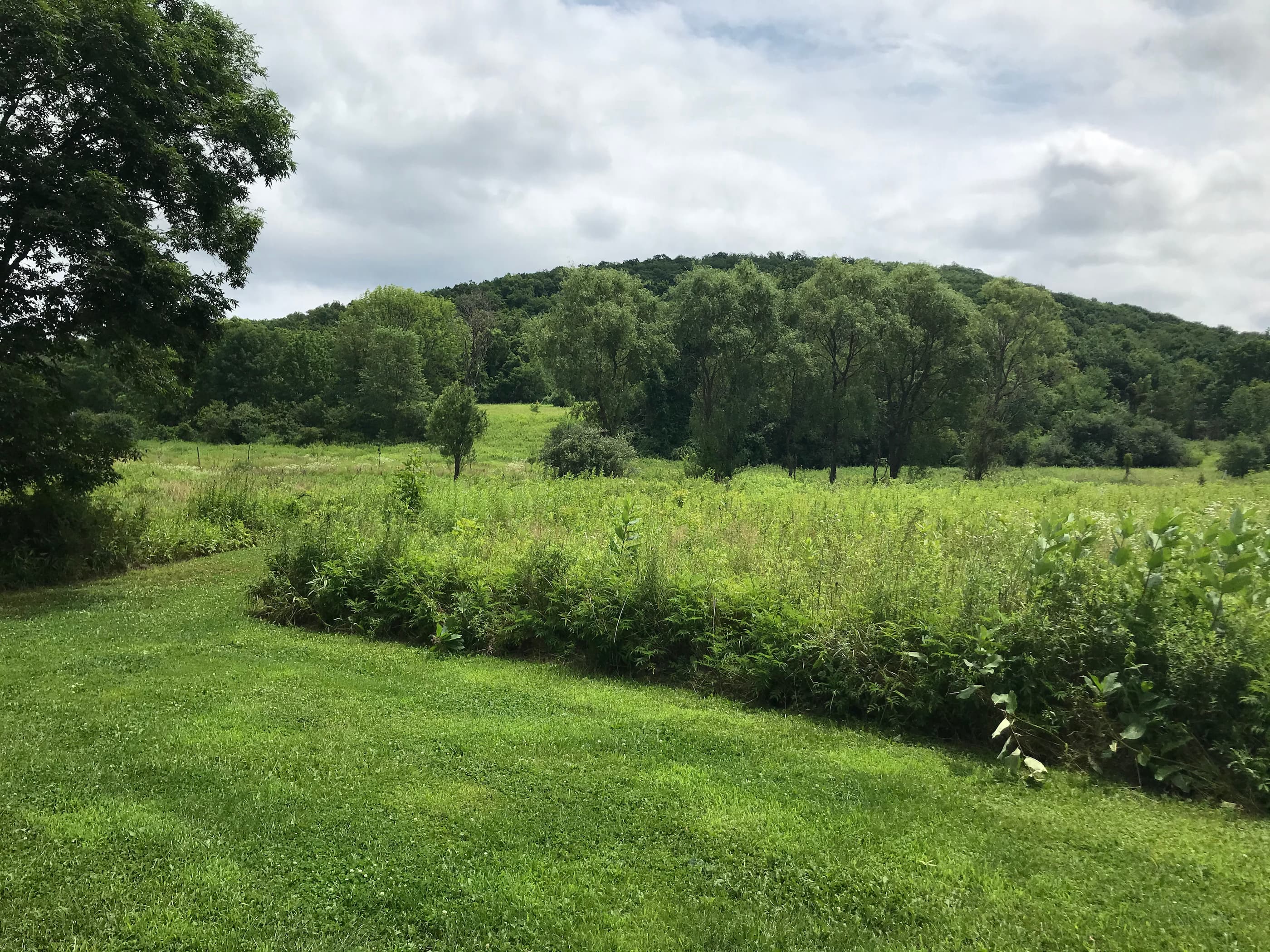 Blooming Hill